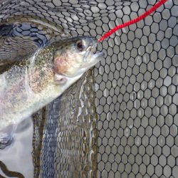 平谷湖フィッシングスポット 釣果