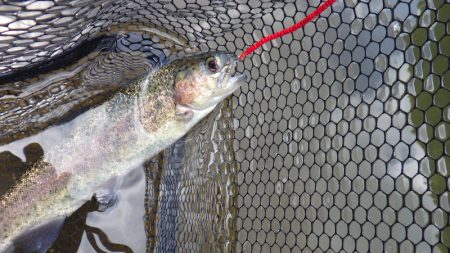 平谷湖フィッシングスポット 釣果