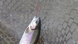 平谷湖フィッシングスポット 釣果