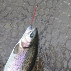 平谷湖フィッシングスポット 釣果