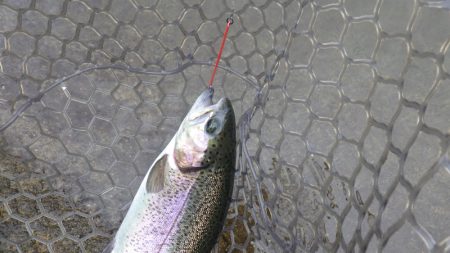 平谷湖フィッシングスポット 釣果