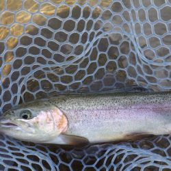 平谷湖フィッシングスポット 釣果