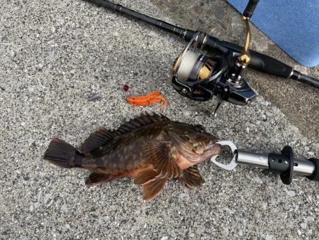 アコウ釣りその3