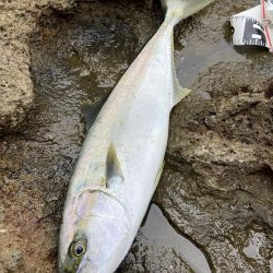 渋い中なんとか