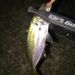 アジング二日目