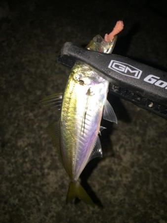 アジング二日目