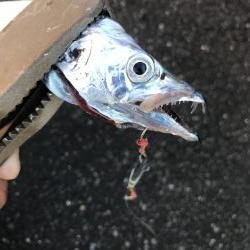 朝マズメの太刀魚釣り