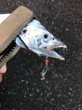 朝マズメの太刀魚釣り