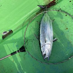 完全フカセどてら流しでカツオ