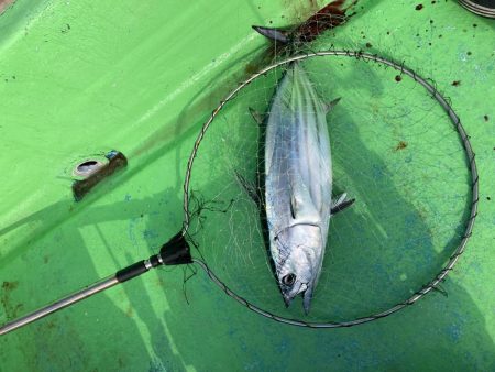 完全フカセどてら流しでカツオ