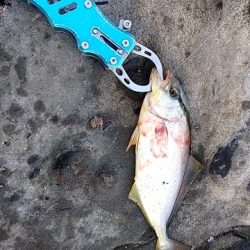 小さいけど青物ゲット