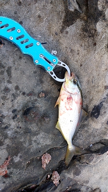 小さいけど青物ゲット