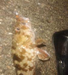 アジが居ない～