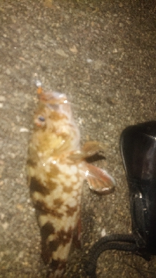 アジが居ない～