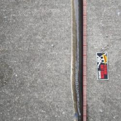 釣れるとは思ってなかった