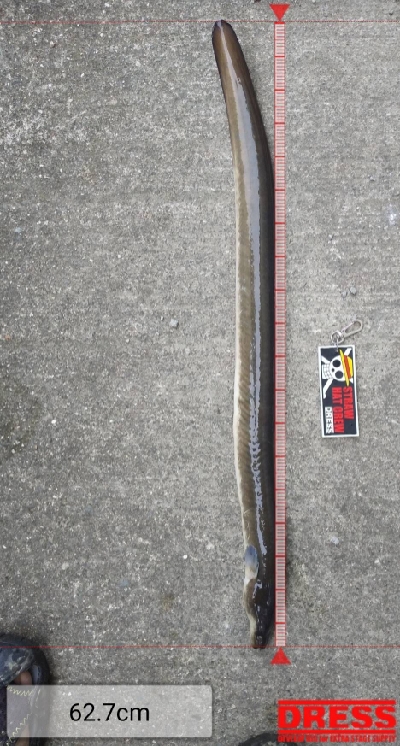 釣れるとは思ってなかった