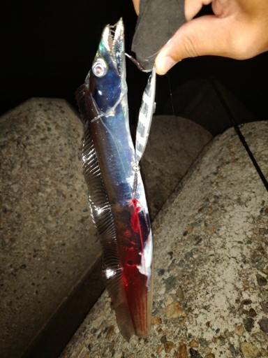 タチウオ、キジハタ