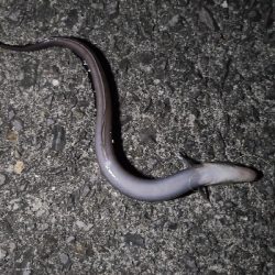 1年ぶりのアナゴ釣り