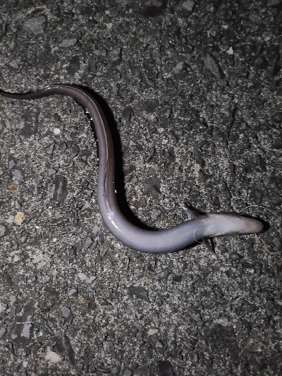 1年ぶりのアナゴ釣り