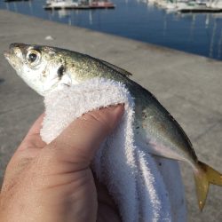 淡路島の夜釣り
