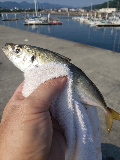 淡路島の夜釣り