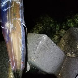 イカは不発でタチウオ発見