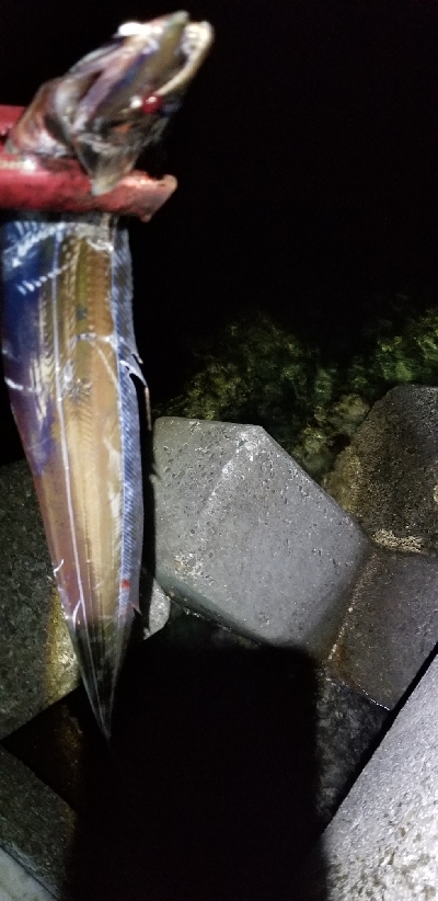 イカは不発でタチウオ発見