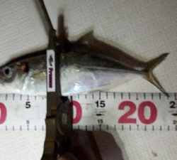 ボートアジング