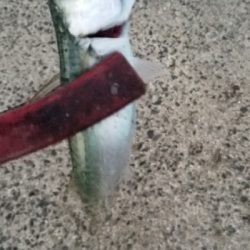 小鯖がいっぱい