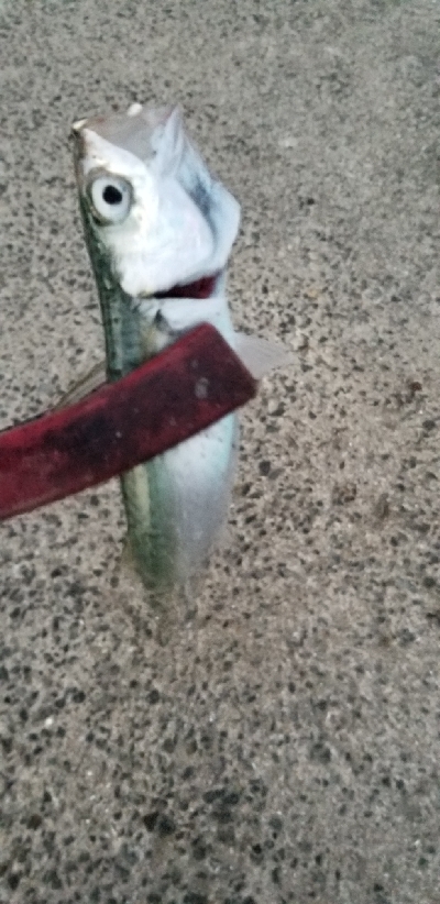 小鯖がいっぱい