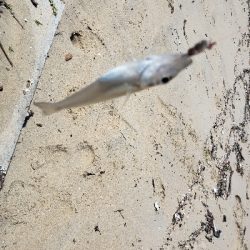 暑い。。雨の前に。