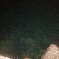 シーバス狙いだけど