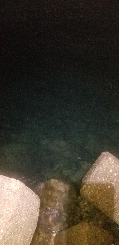 シーバス狙いだけど