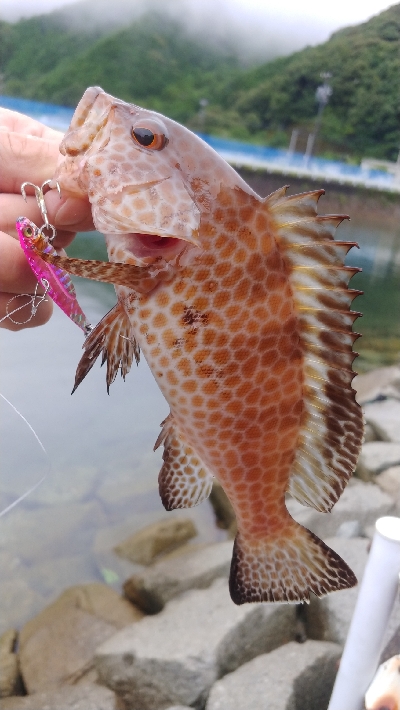 雨の中の釣りツーリングでルアー五目