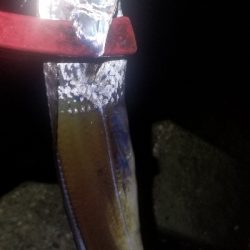 久しぶりのワインド　タチウオGET