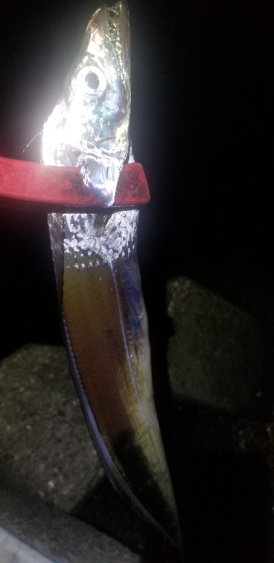 久しぶりのワインド　タチウオGET