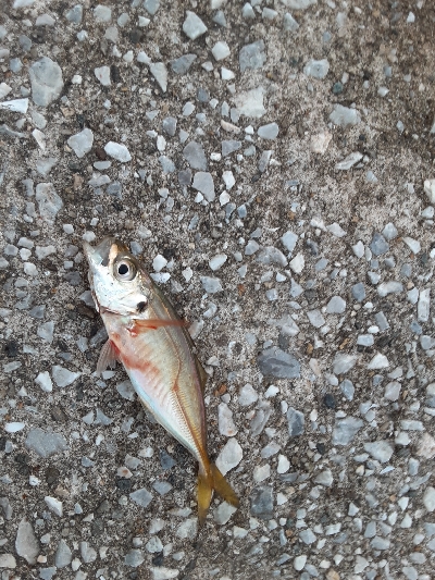 タチウオ狙うも・・・