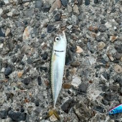 久々に調査行って来ました