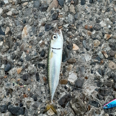 久々に調査行って来ました