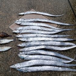 太刀魚がぼちぼち