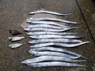 太刀魚がぼちぼち