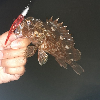 波高めでも釣り