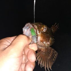 ボトムワインドでガシラ