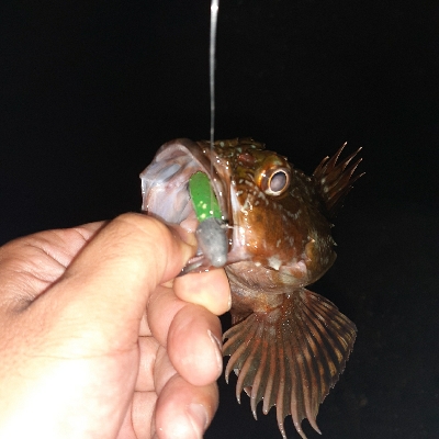 ボトムワインドでガシラ