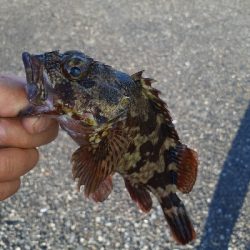 小アコウですが釣れました