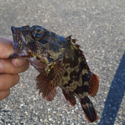 小アコウですが釣れました