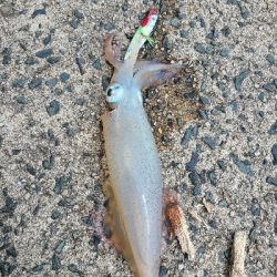 色々釣れました