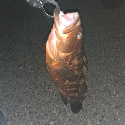 やっと持ち帰りサイズが釣れました！