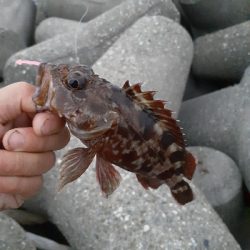 早朝ガシリング