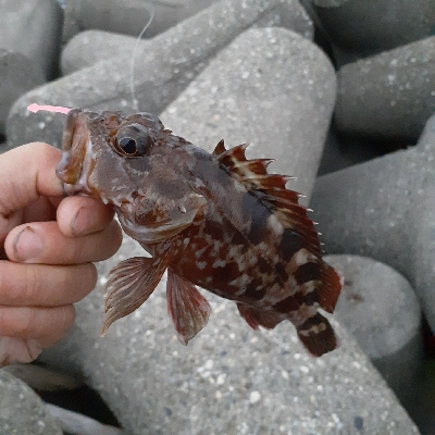 早朝ガシリング